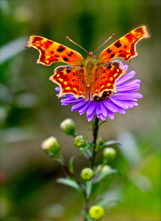 Screen Shot 2015-10-14 at 6.50.29 PM