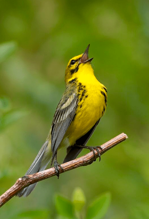 Screen Shot 2015-10-14 at 6.52.11 PM