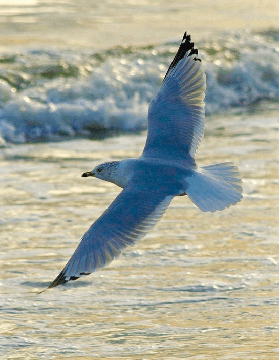 Screen Shot 2015-10-14 at 6.54.49 PM