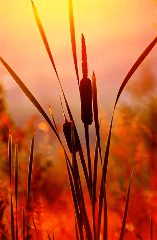 Screen Shot 2015-10-20 at 4.09.59 PM