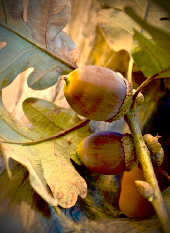 Screen Shot 2015-10-20 at 4.10.15 PM