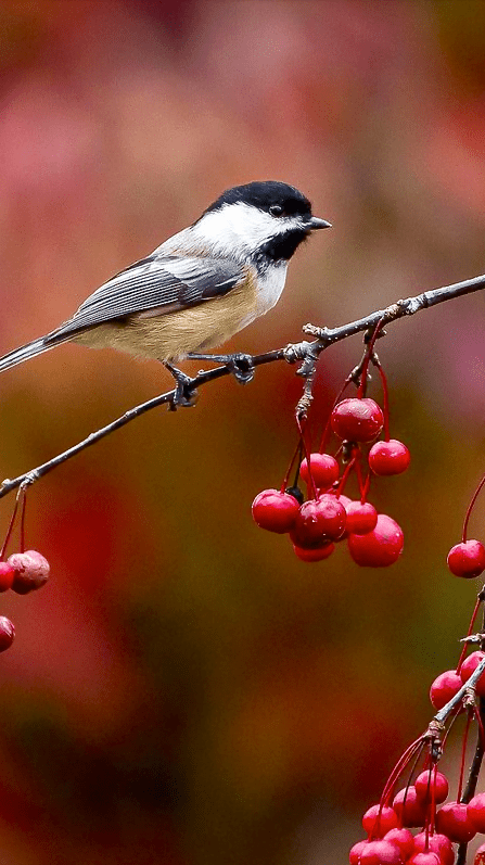 Screen Shot 2015-10-22 at 7.41.44 PM