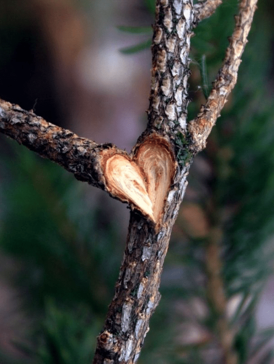 Screen Shot 2015-10-25 at 1.54.58 PM