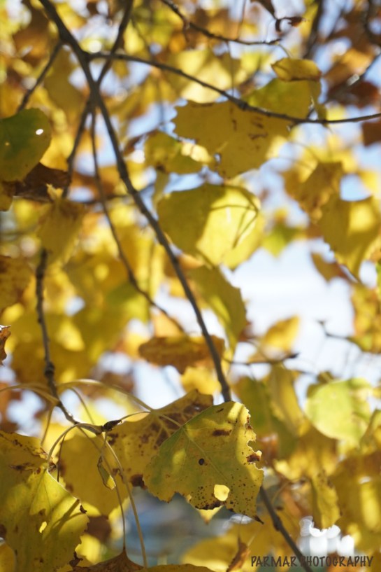 poetry and image copyright neha 2015