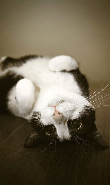 Screen Shot 2015-11-02 at 5.57.06 PM