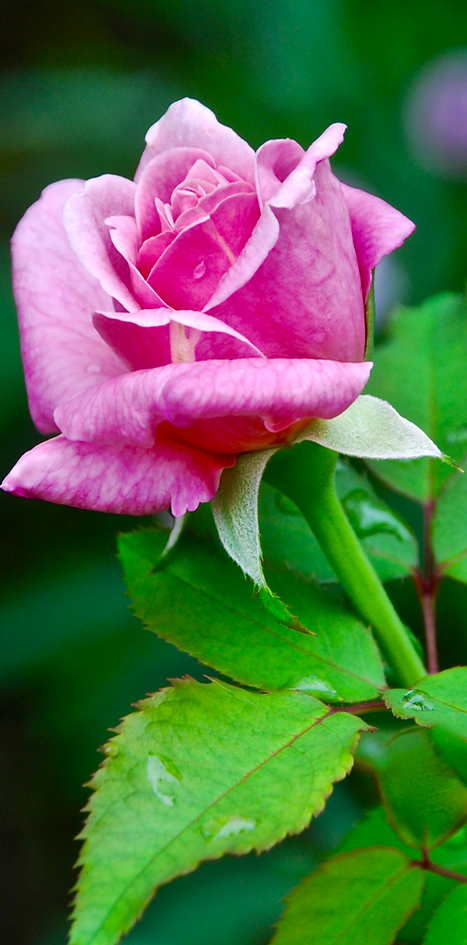 Screen Shot 2015-11-10 at 6.21.06 PM