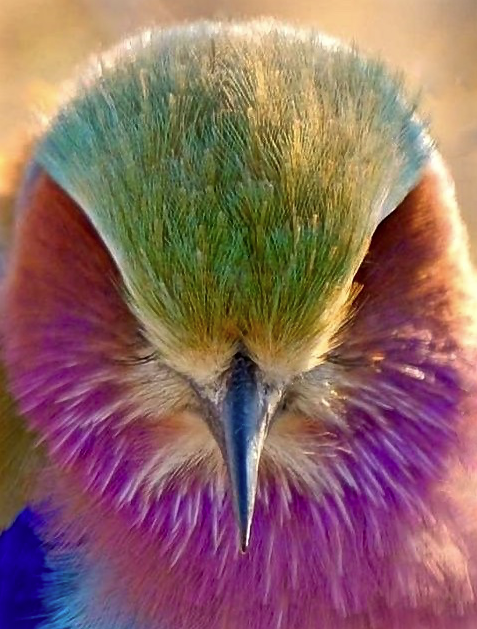 Screen Shot 2015-11-12 at 4.32.18 PM