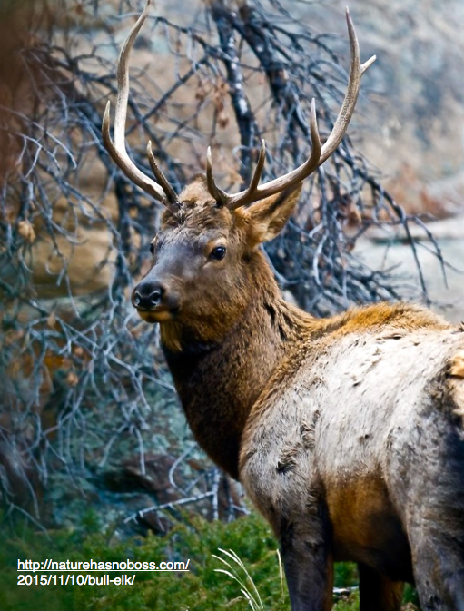 Screen Shot 2015-11-12 at 4.36.47 PM