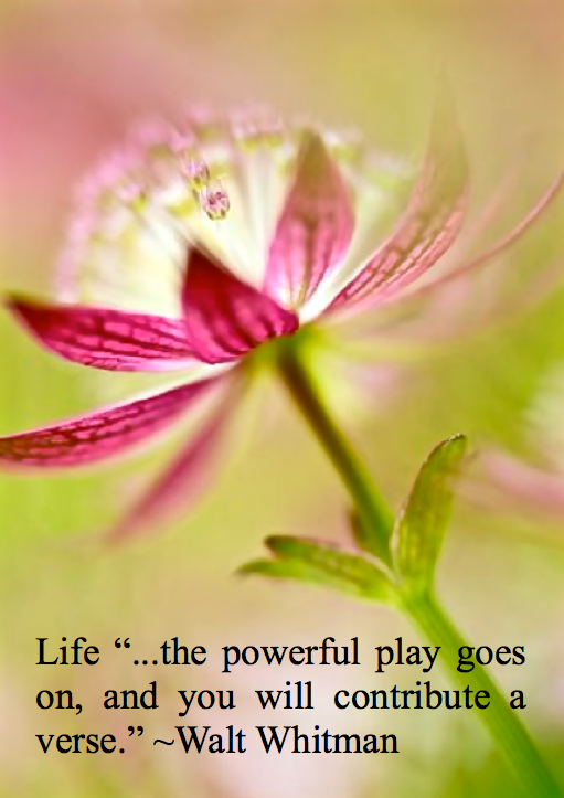 Screen Shot 2015-11-13 at 10.37.00 AM