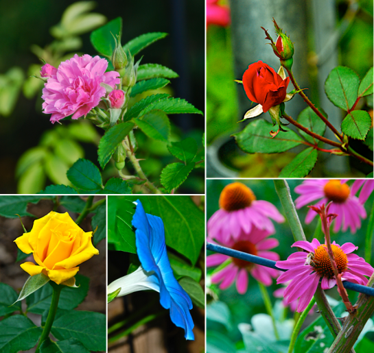 Screen Shot 2015-11-21 at 3.16.26 PM