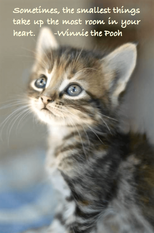 Screen Shot 2015-11-22 at 8.28.46 AM