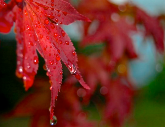 Screen Shot 2015-11-24 at 7.42.09 PM