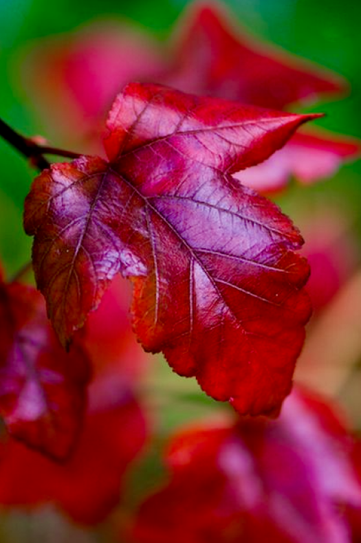 Screen Shot 2015-11-30 at 3.21.47 PM.png