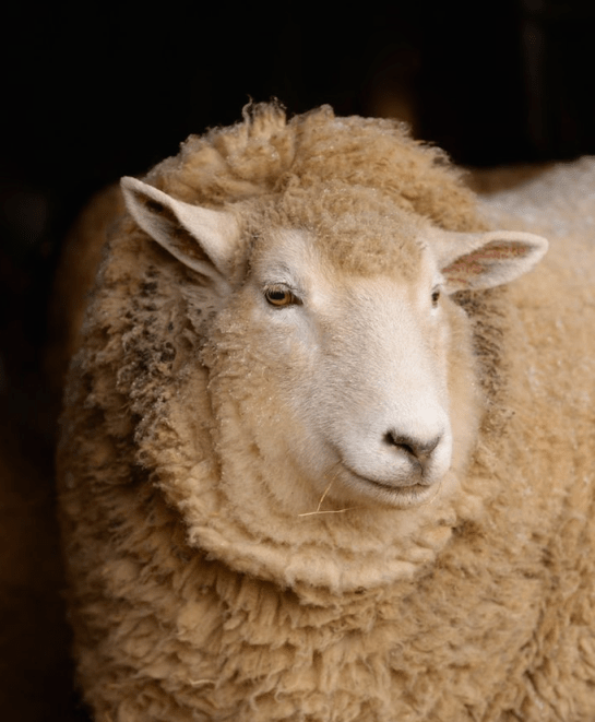 Screen Shot 2015-12-17 at 4.29.37 PM.png