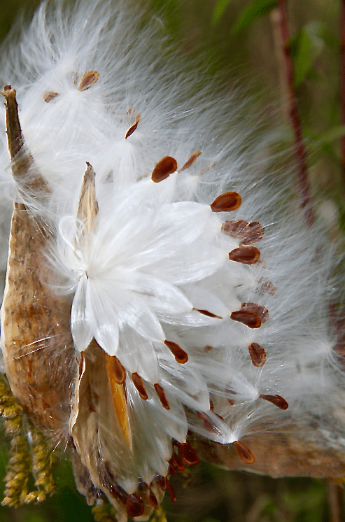 Screen Shot 2015-12-30 at 2.07.00 PM.png