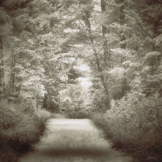 sepia snow forest path bw ch IMG_9195