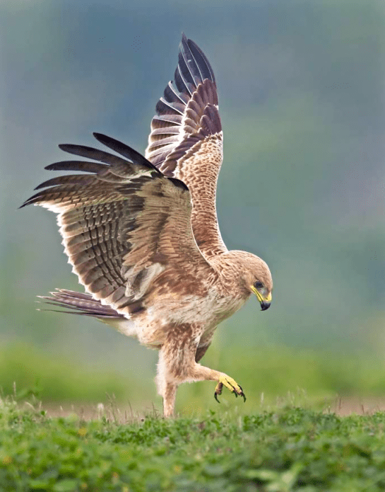 Screen Shot 2016-01-04 at 6.56.19 PM.png