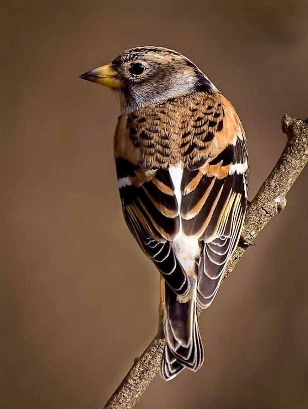 Screen Shot 2016-01-12 at 7.21.48 PM.png