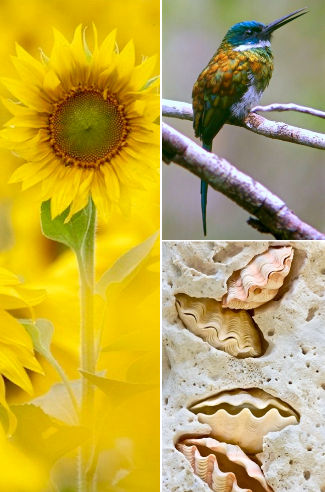 Screen Shot 2016-01-26 at 7.35.09 PM.png