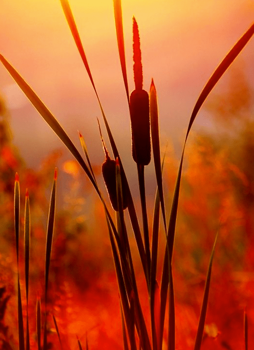 Screen Shot 2016-01-30 at 7.33.02 PM.png