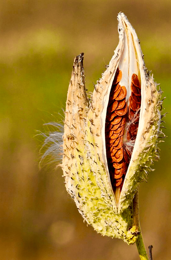 Screen Shot 2016-01-31 at 2.21.25 PM.png