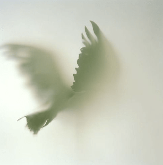 Screen Shot 2016-01-31 at 7.46.33 PM.png