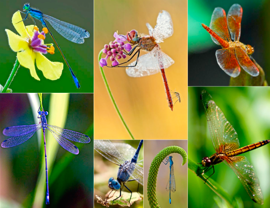 Screen Shot 2016-02-07 at 5.23.05 PM.png