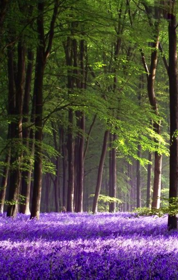 Screen Shot 2016-02-11 at 4.10.09 PM.png