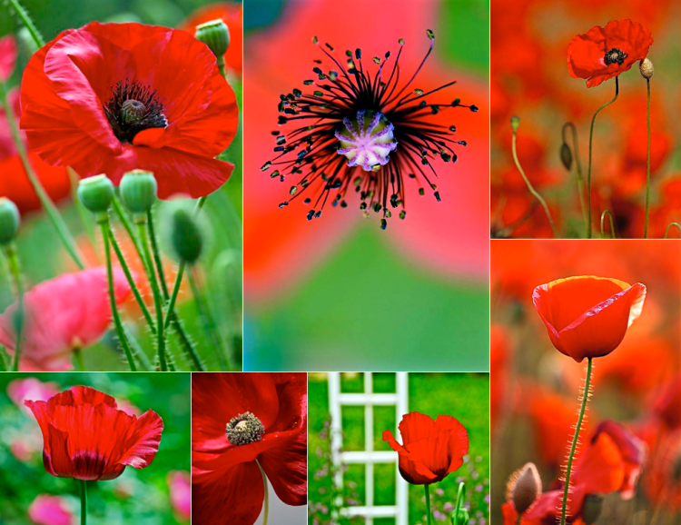 Screen Shot 2016-02-14 at 5.37.12 PM.png