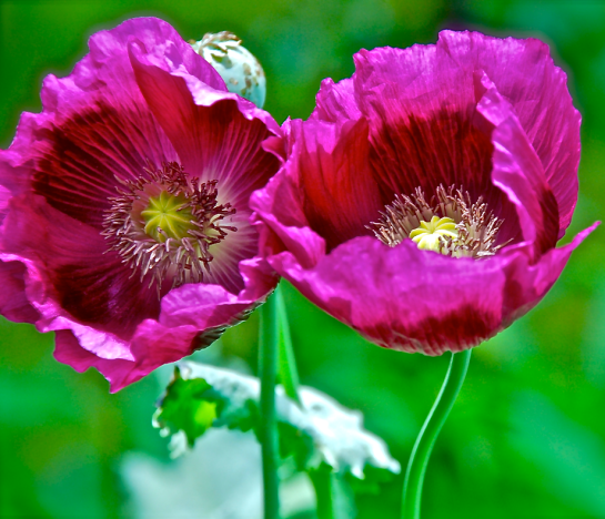 Screen Shot 2016-02-15 at 6.42.51 PM.png