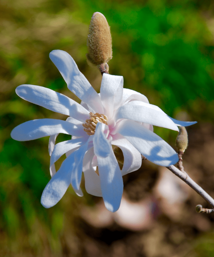 Screen Shot 2016-02-18 at 4.50.03 PM.png