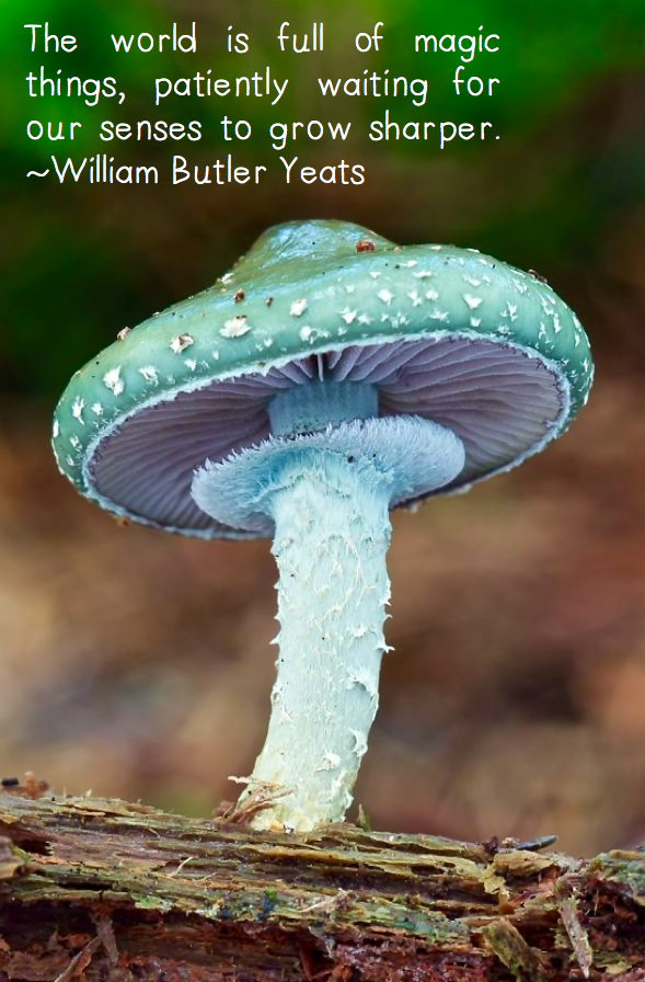 Screen Shot 2016-02-28 at 2.38.44 PM.png