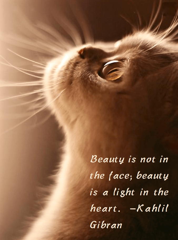 Screen Shot 2016-03-12 at 10.33.56 PM.png