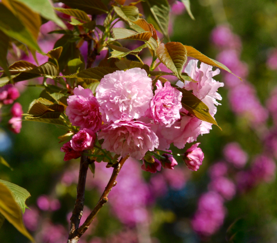 Screen Shot 2016-03-24 at 7.46.25 PM.png