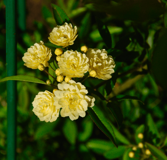 Screen Shot 2016-03-24 at 7.51.47 PM.png