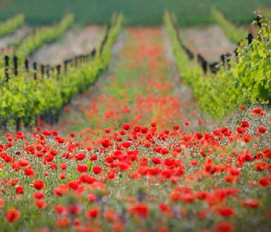 13062478_1080404045336318_309340388299266386_n