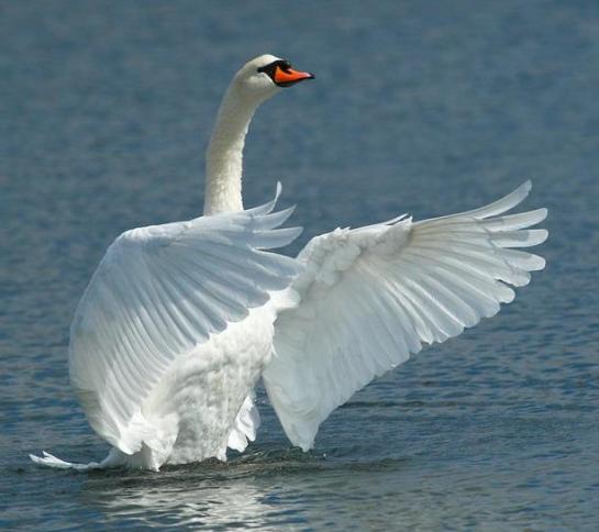 13095985_1026822574063741_4518849613673044924_n