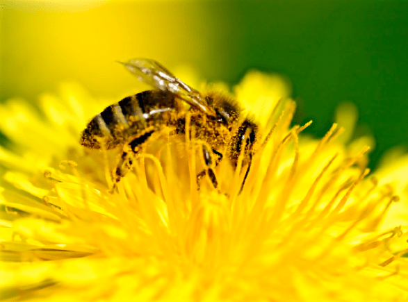 Screen Shot 2016-04-03 at 7.52.56 PM.png