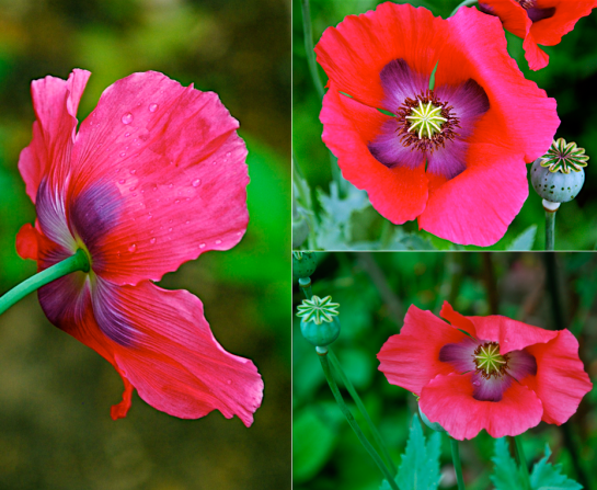 Screen Shot 2016-04-13 at 7.20.42 PM.png