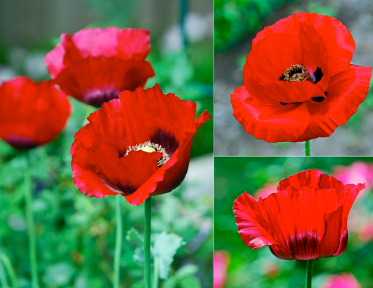 Screen Shot 2016-04-13 at 7.38.35 PM.png