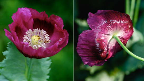 Screen Shot 2016-04-13 at 8.45.37 PM.png