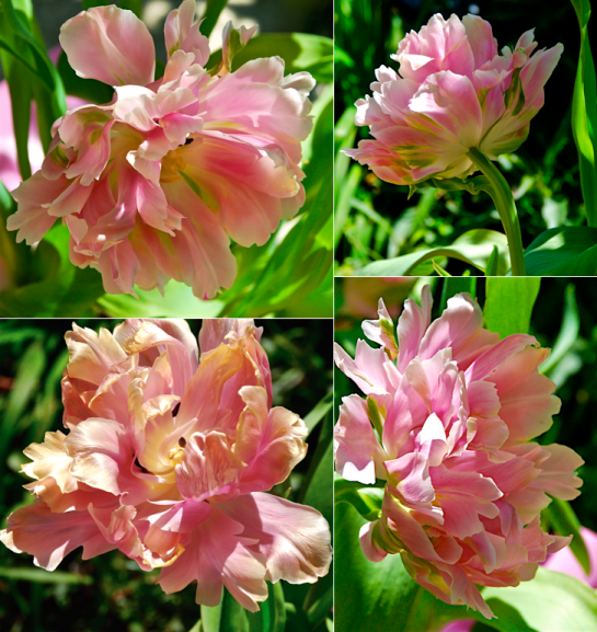 Screen Shot 2016-04-15 at 8.15.49 PM.png