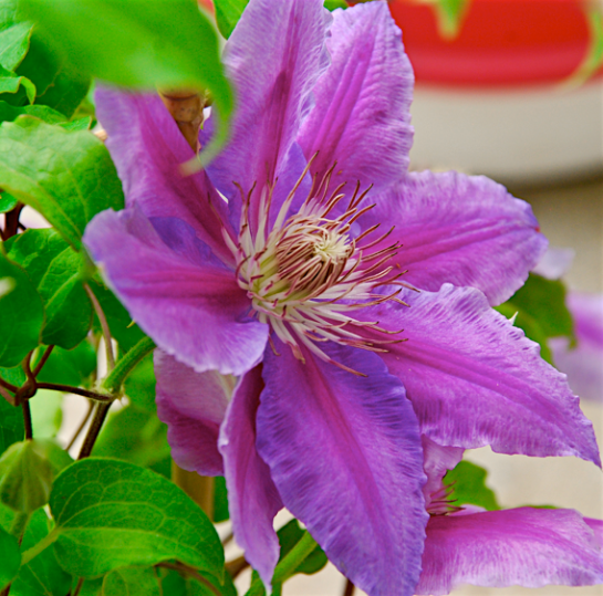 Screen Shot 2016-04-16 at 6.51.42 PM.png