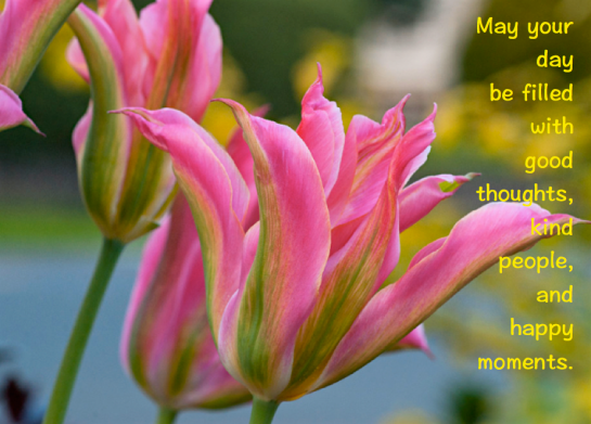 Screen Shot 2016-04-16 at 7.17.47 AM.png