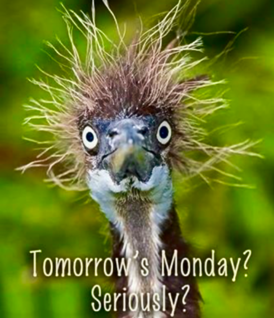 Screen Shot 2016-04-24 at 10.51.43 PM.png