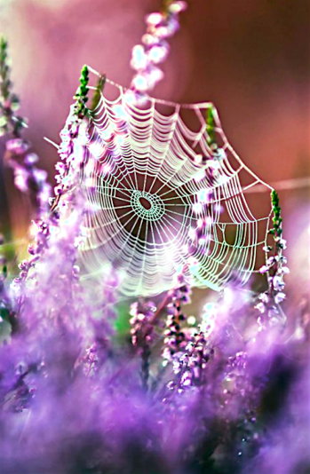 Screen Shot 2016-04-27 at 9.51.06 PM.png