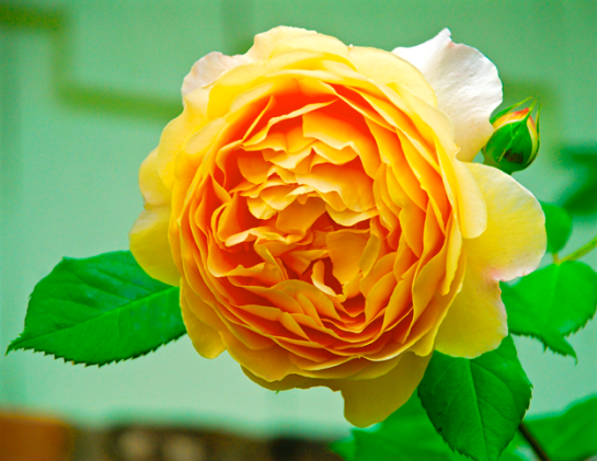 Screen Shot 2016-04-30 at 7.31.54 PM.png