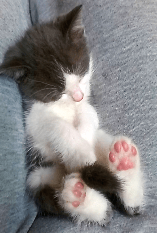 Screen Shot 2016-04-30 at 9.39.08 AM.png