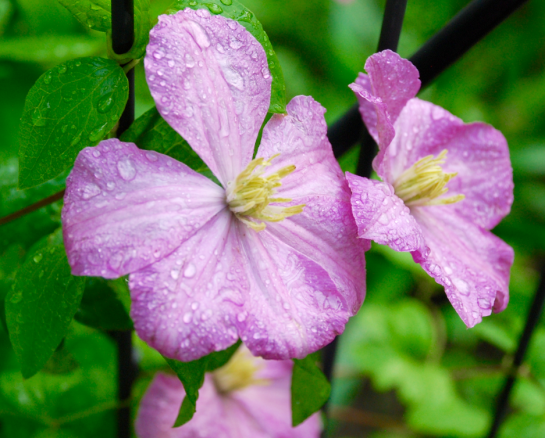 Screen Shot 2016-05-01 at 9.34.30 PM.png