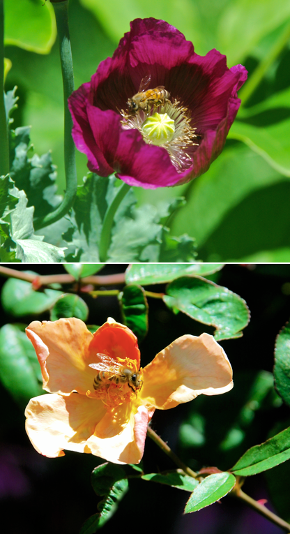 Screen Shot 2016-05-17 at 9.28.35 PM.png